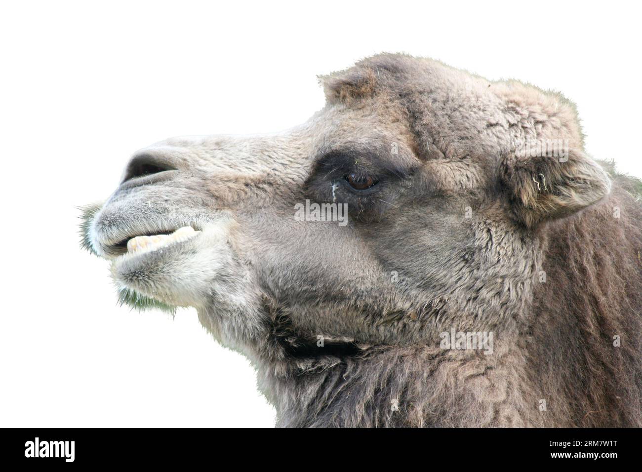 A camel (Camelidae) portrait seen from the side Stock Photo