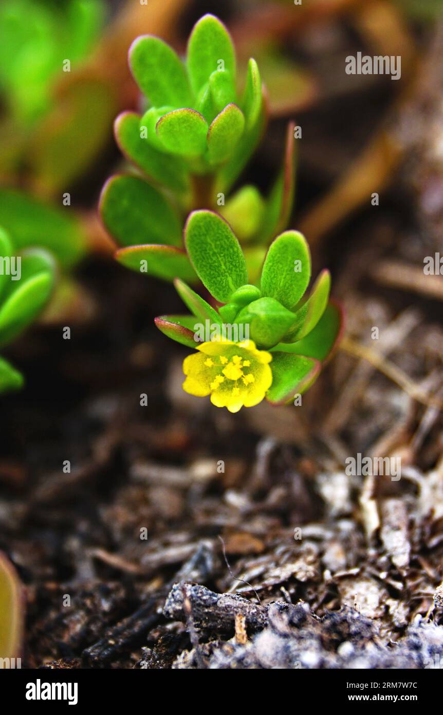 Purslane with yellow flowers in a pot on a balcony Stock Photo