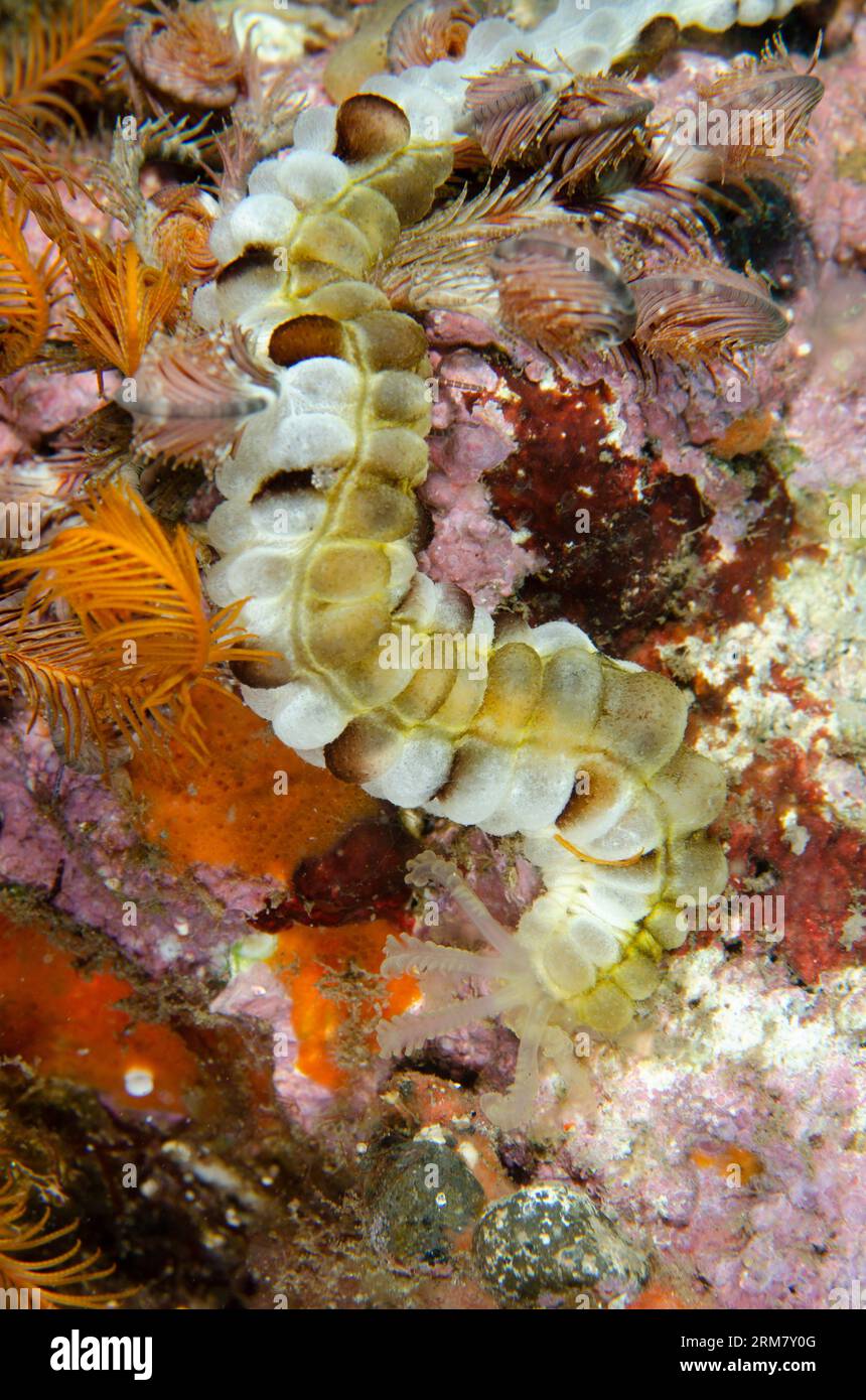 Lion's Paw Sea Cucumber feeding, Euapta godeffroyi, Sedam dive site, Seraya, Karangasem, Bali, Indonesia Stock Photo