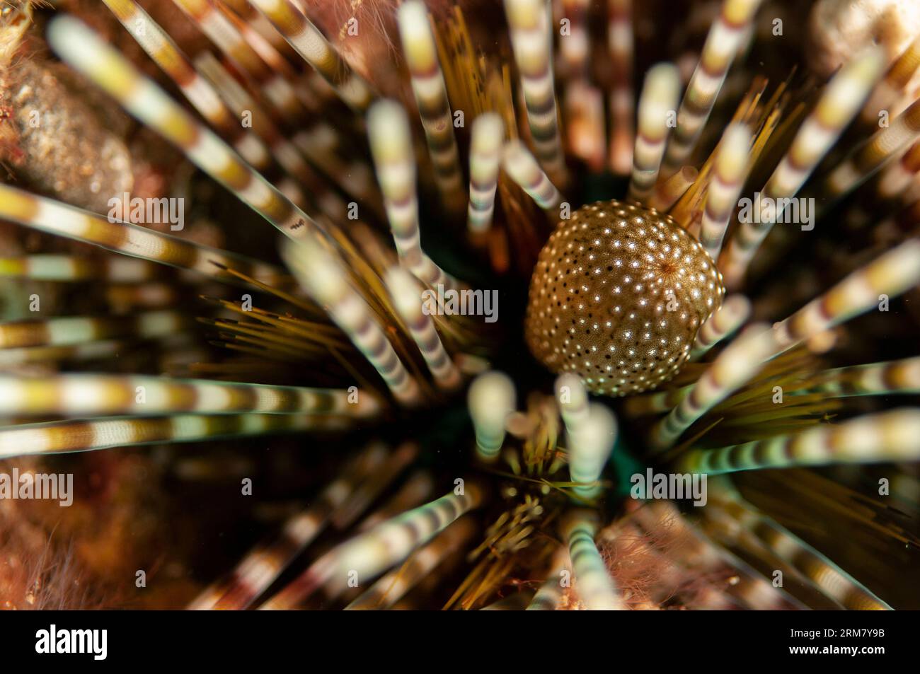 Double-spined Urchin, Echinothrix calamaris, Sedam dive site, Seraya, Karangasem, Bali, Indonesia Stock Photo