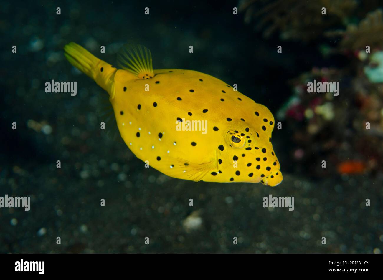 Juvenile Yellow Boxfish, Ostracion cubicus, Liberty wreck dive site, Tulamben, Karangasem, Bali, Indonesia Stock Photo