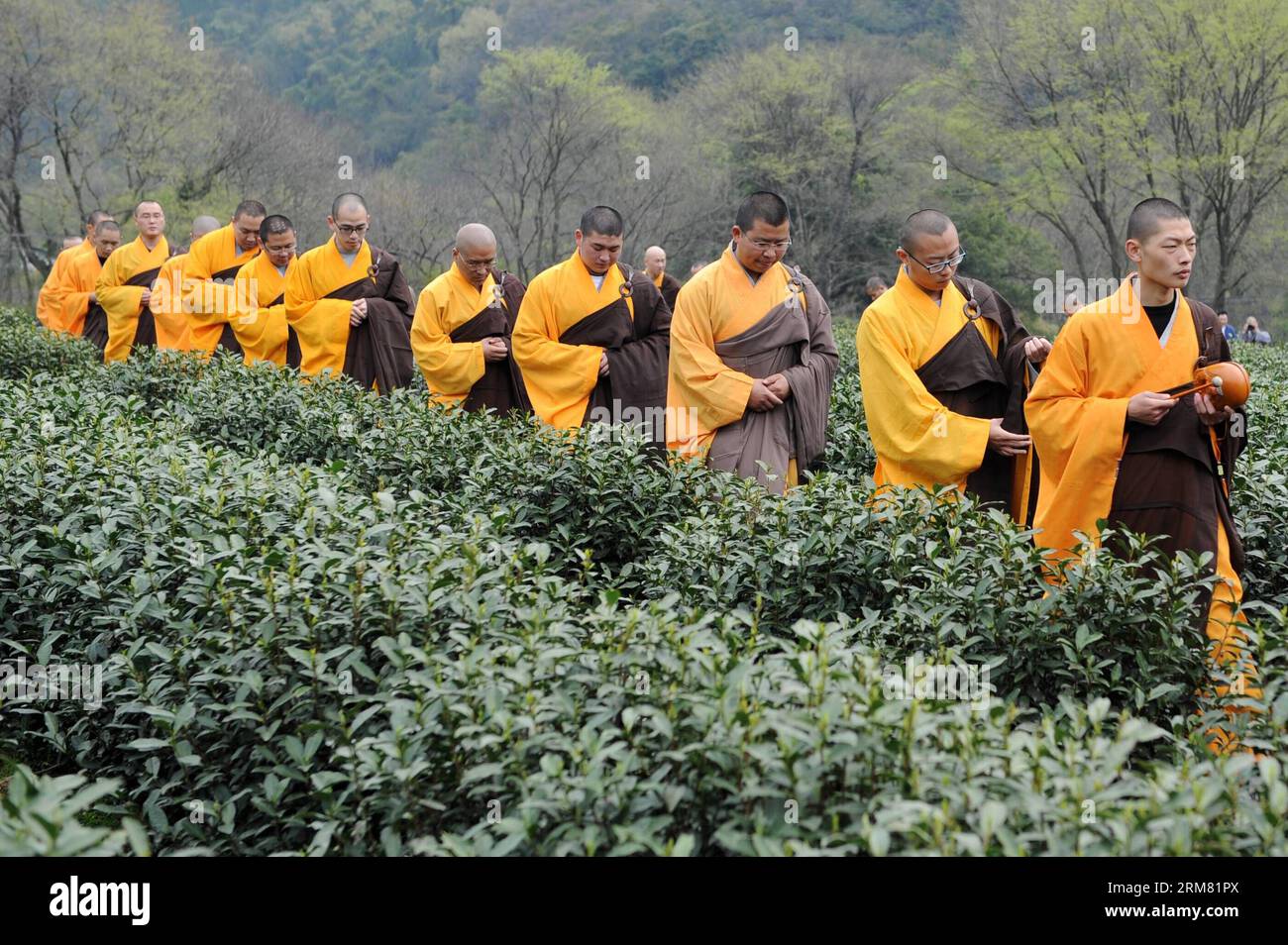 (140324) -- HANGZHOU, March 24, 2014 (Xinhua) -- Monks hold a cleaning ceremony before picking tea at a tea garden in Fajing Buddha Temple in Hangzhou, capital of east China s Zhejiang Province, March 24, 2014. More than 40 monks in the Fajing Temple began to pick Fajing zen tea belonged to the temple Monday. The Fajing zen tea, produced within the origin area of West Lake Dragon Well(Longjing) Tea, is planted, picked and drinked by monks themselves in the temple. Zen tea is a special tea culture for Buddhists to be enlightened with Buddha dharma through tea making and drinking. (Xinhua/Ju Hua Stock Photo