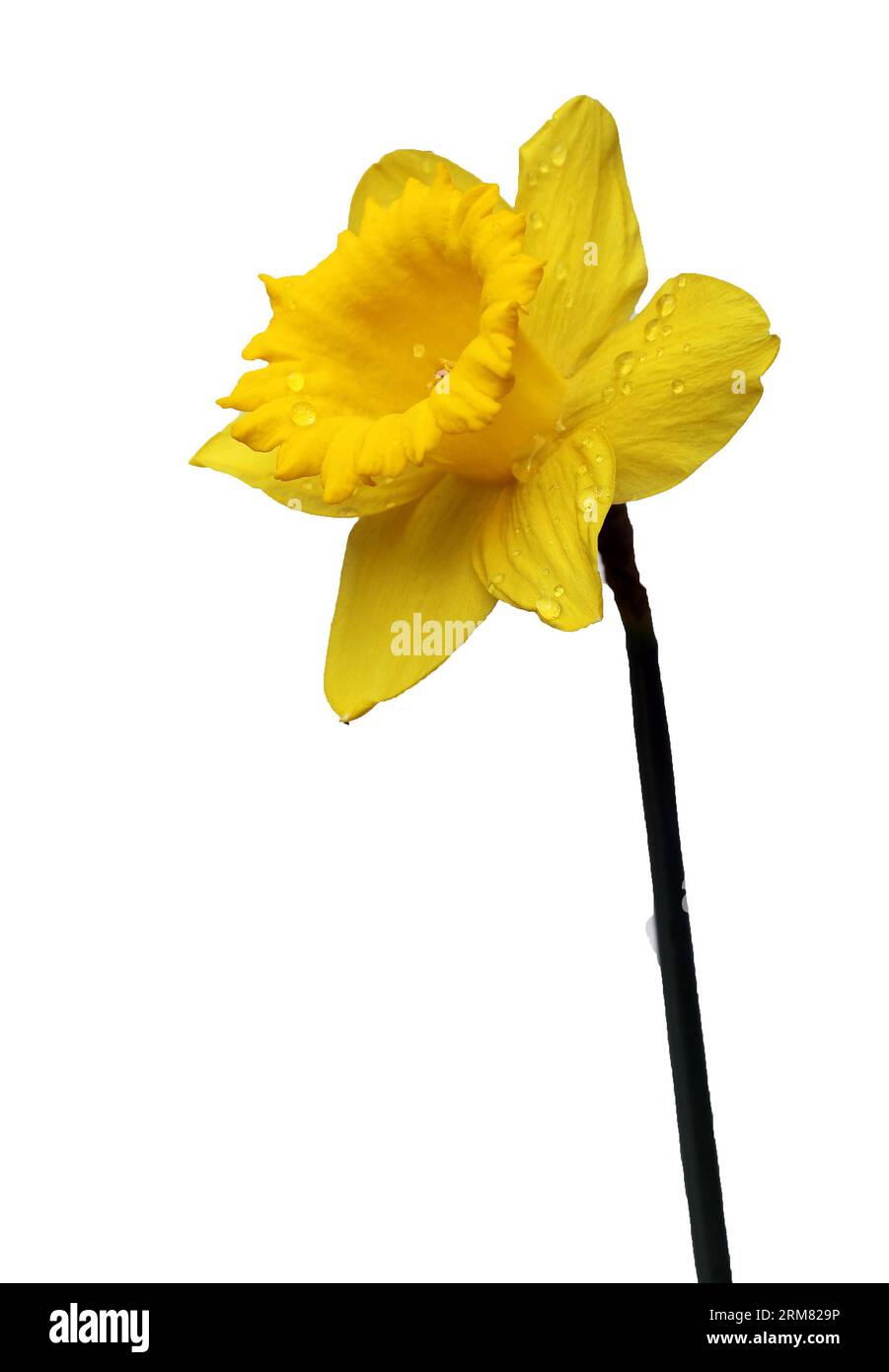 Pretty yellow daffodils on white background isolated Stock Photo - Alamy