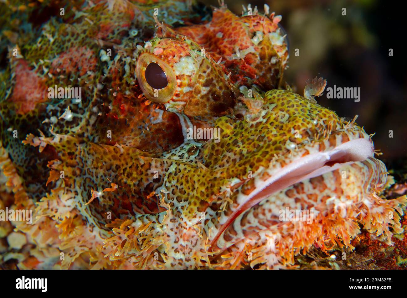 Papuan Scorpionfish, Scorpaenopsis papuensis, Liberty wreck dive site, Tulamben, Karangasem, Bali, Indonesia Stock Photo