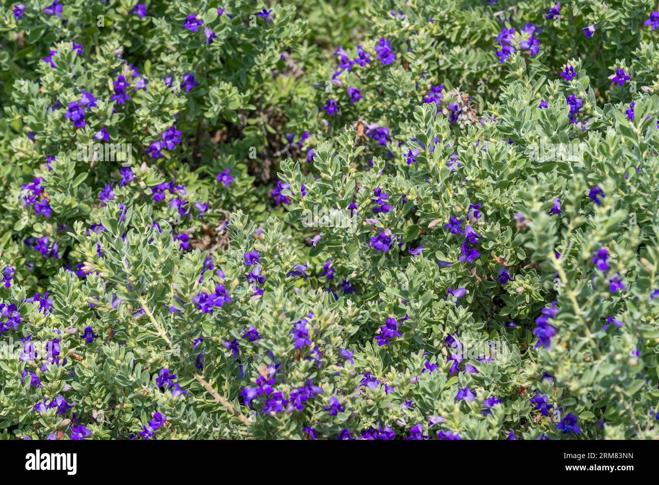 Desert Pride plant (Eremophila mackinlayi), is a flowering plant in the figwort family, Scrophulariaceae and is endemic to Western Australia Stock Photo