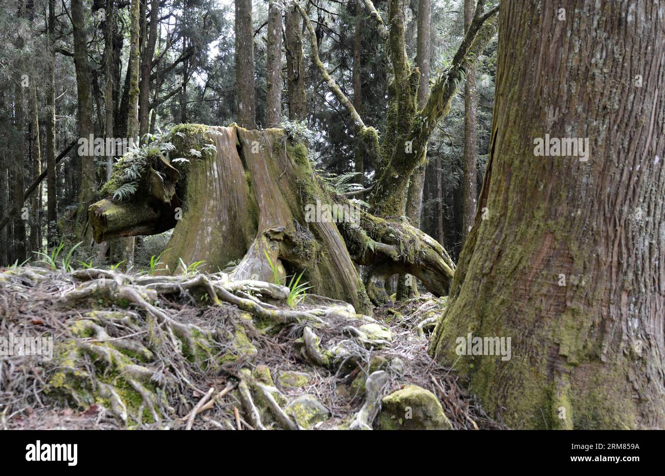 (140328) -- CHIAYI, March 28, 2014 (Xinhua) -- Photo taken on March 28, 2014 shows a Formosan cypress stump in the Ali Mountain in Chiayi County, southeast China s Taiwan. The Ali Mountain in central Taiwan is home to an abundance of Formosan cypresses (Chamaecyparis formosensis), which are an endemic species. During Taiwan s Japanese occupation period (1895-1945), the Formosan cypresses of the Ali Mountain were shipped to Japan in substantial amounts for architectural use. Still, a considerable number of them outlived the Japanese looting and natural disasters. (Xinhua/Huang Xiaoyong) (lmm) C Stock Photo