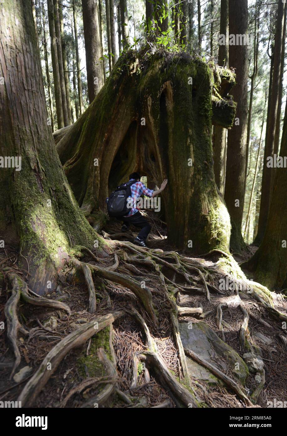 (140328) -- CHIAYI, March 28, 2014 (Xinhua) -- A tourist visits a Formosan cypress forest in the Ali Mountain in Chiayi County, southeast China s Taiwan, March 28, 2014. The Ali Mountain in central Taiwan is home to an abundance of Formosan cypresses (Chamaecyparis formosensis), which are an endemic species. During Taiwan s Japanese occupation period (1895-1945), the Formosan cypresses of the Ali Mountain were shipped to Japan in substantial amounts for architectural use. Still, a considerable number of them outlived the Japanese looting and natural disasters. (Xinhua/Huang Xiaoyong) (lmm) CHI Stock Photo