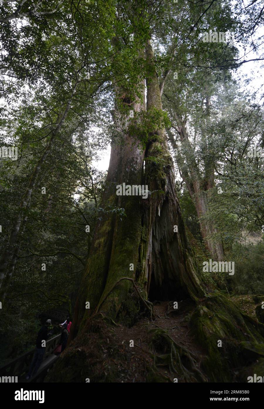 (140328) -- CHIAYI, March 28, 2014 (Xinhua) -- Tourists visit a Formosan cypress forest in the Ali Mountain in Chiayi County, southeast China s Taiwan, March 28, 2014. The Ali Mountain in central Taiwan is home to an abundance of Formosan cypresses (Chamaecyparis formosensis), which are an endemic species. During Taiwan s Japanese occupation period (1895-1945), the Formosan cypresses of the Ali Mountain were shipped to Japan in substantial amounts for architectural use. Still, a considerable number of them outlived the Japanese looting and natural disasters. (Xinhua/Huang Xiaoyong) (lmm) CHINA Stock Photo