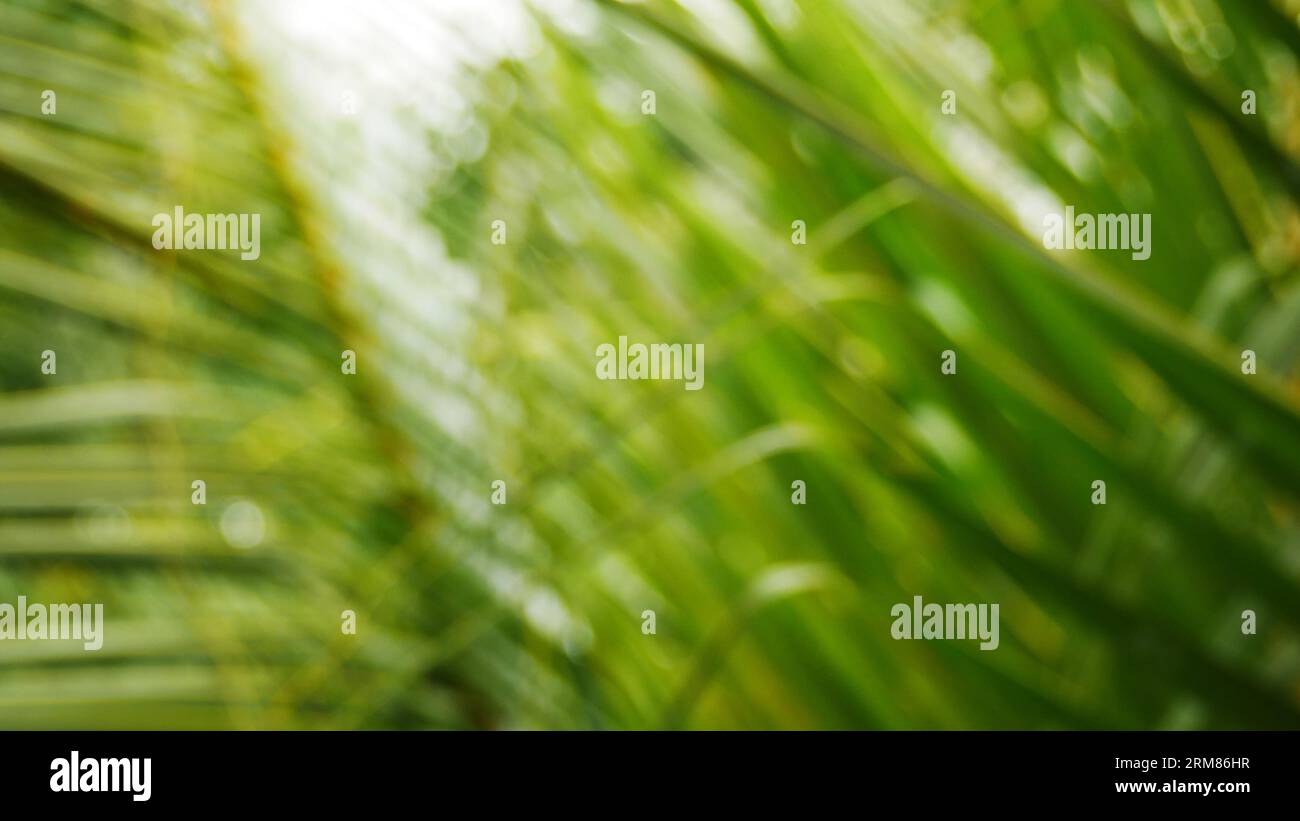 Healthy fresh green bio background with abstract blurred leaves and bright summer sunshine and central copy space for your text or advertisement Stock Photo