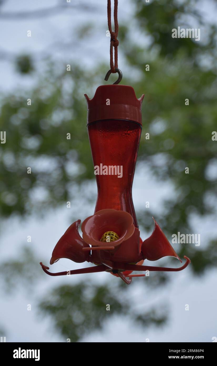 Red sugar water in a hummingbird feeder for hummingbirds in the summer