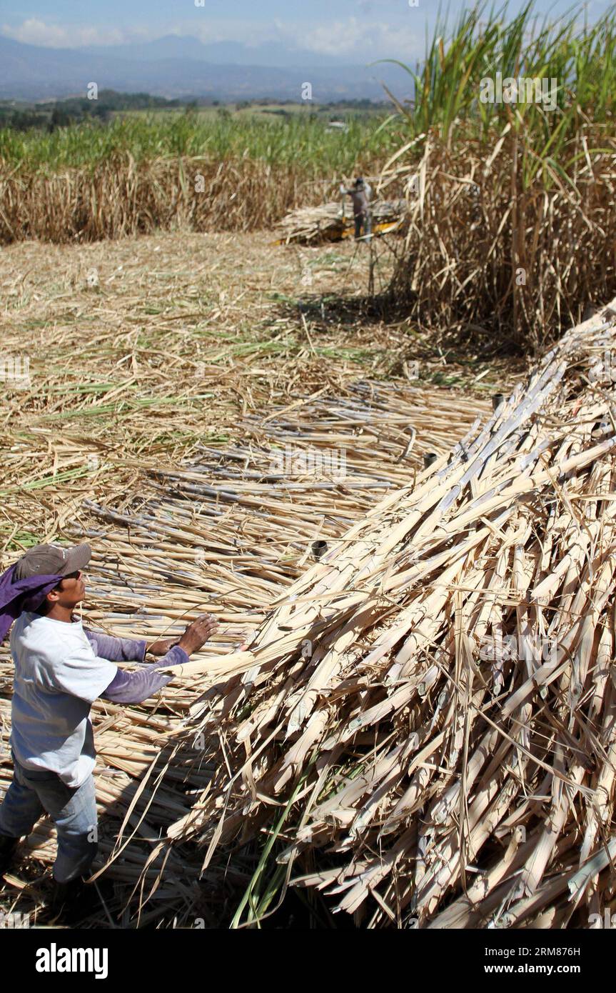 A worker piles sugarcane in a plantation of San Ramon district, 55km from San Jose, capital of Costa Rica, on March 31, 2014. Sugar industry is one of the most important industries in Costa Rica, with over 48,000 hectares of planted sugarcane. (Xinhua/Kent Gilbert)(ctt) COSTA RICA-SAN RAMON-INDUSTRY-SUGARCANE PUBLICATIONxNOTxINxCHN   a Worker piles sugarcane in a Plantation of San Ramon District 55km from San Jose Capital of Costa Rica ON March 31 2014 Sugar Industry IS One of The Most IMPORTANT Industries in Costa Rica With Over 48 000 hectares of planted sugarcane XINHUA Kent Gilbert CTT Cos Stock Photo