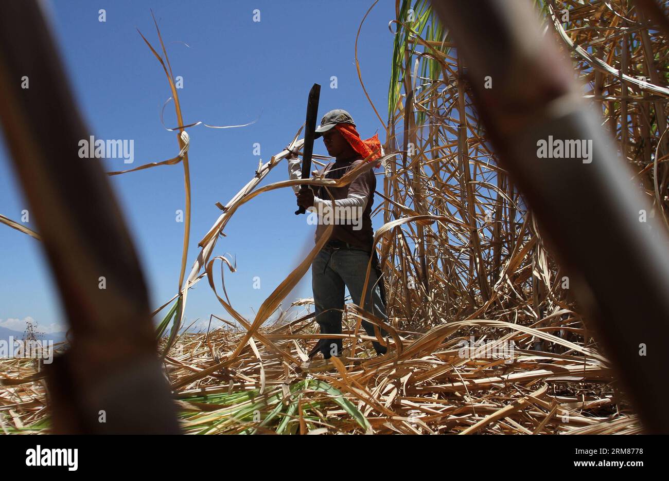 A worker reaps sugarcane in a plantation of San Ramon district, 55km from San Jose, capital of Costa Rica, on March 31, 2014. Sugar industry is one of the most important industries in Costa Rica, with over 48,000 hectares of planted sugarcane. (Xinhua/Kent Gilbert)(ctt) COSTA RICA-SAN RAMON-INDUSTRY-SUGARCANE PUBLICATIONxNOTxINxCHN   a Worker Reaps sugarcane in a Plantation of San Ramon District 55km from San Jose Capital of Costa Rica ON March 31 2014 Sugar Industry IS One of The Most IMPORTANT Industries in Costa Rica With Over 48 000 hectares of planted sugarcane XINHUA Kent Gilbert CTT Cos Stock Photo