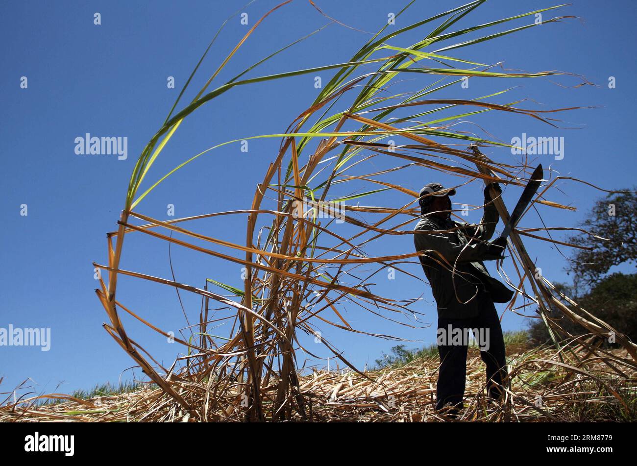 A worker reaps sugarcane in a plantation of San Ramon district, 55km from San Jose, capital of Costa Rica, on March 31, 2014. Sugar industry is one of the most important industries in Costa Rica, with over 48,000 hectares of planted sugarcane. (Xinhua/Kent Gilbert)(ctt) COSTA RICA-SAN RAMON-INDUSTRY-SUGARCANE PUBLICATIONxNOTxINxCHN   a Worker Reaps sugarcane in a Plantation of San Ramon District 55km from San Jose Capital of Costa Rica ON March 31 2014 Sugar Industry IS One of The Most IMPORTANT Industries in Costa Rica With Over 48 000 hectares of planted sugarcane XINHUA Kent Gilbert CTT Cos Stock Photo