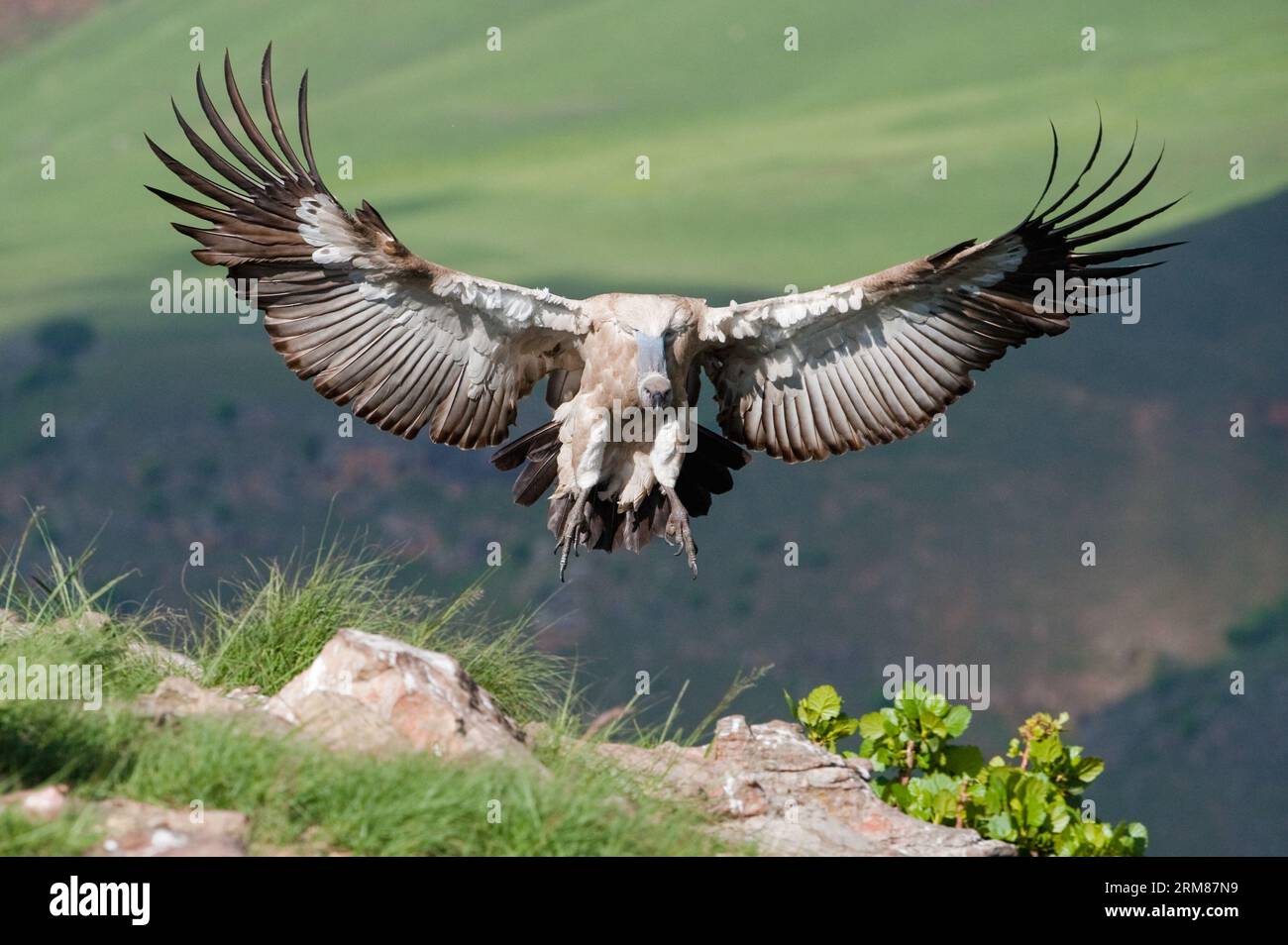 Cape vulture / Cape griffon in the high mountains Stock Photo