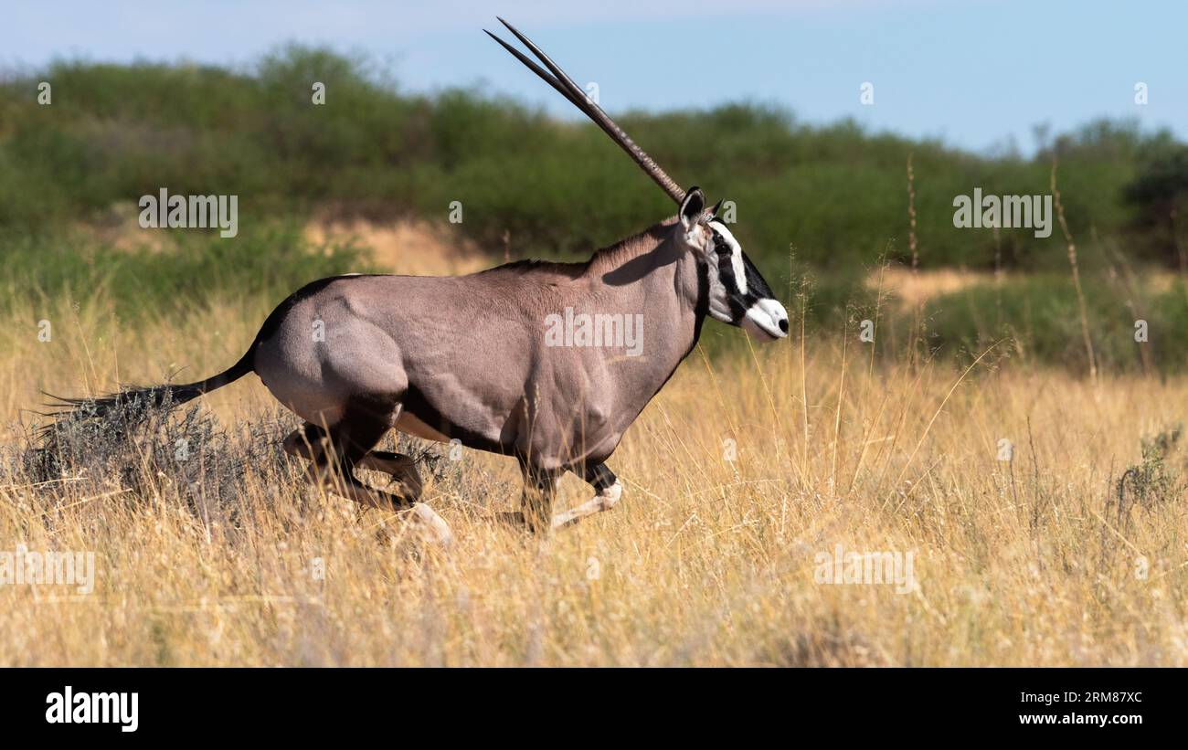 Gemsbok male with long horns running through the long dry grass Stock Photo