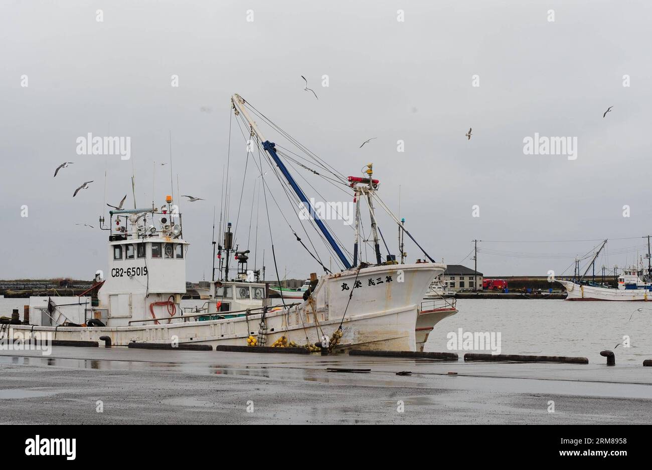 Tsunami alert fish