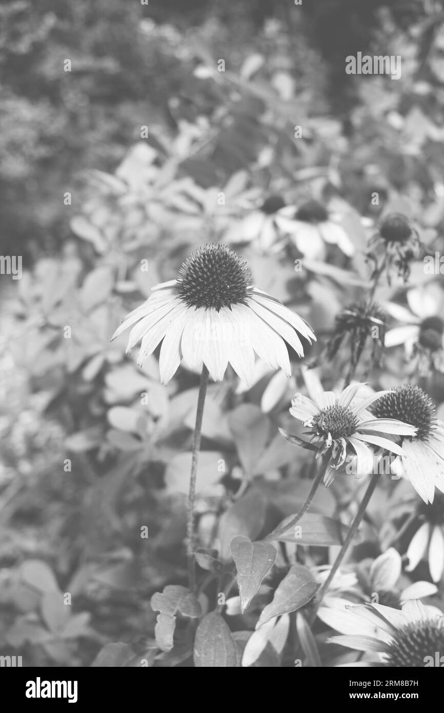 Typical coneflower growing in full bloom in the wildflower fields in a