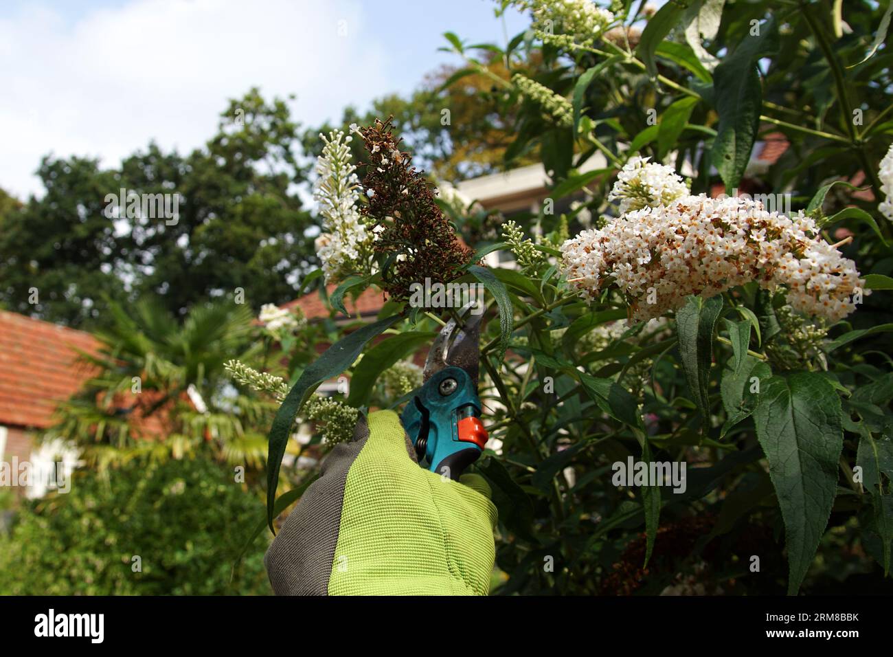 Pruning. Butterfly bush, summer lilac (Buddleja davidii). Cut off faded