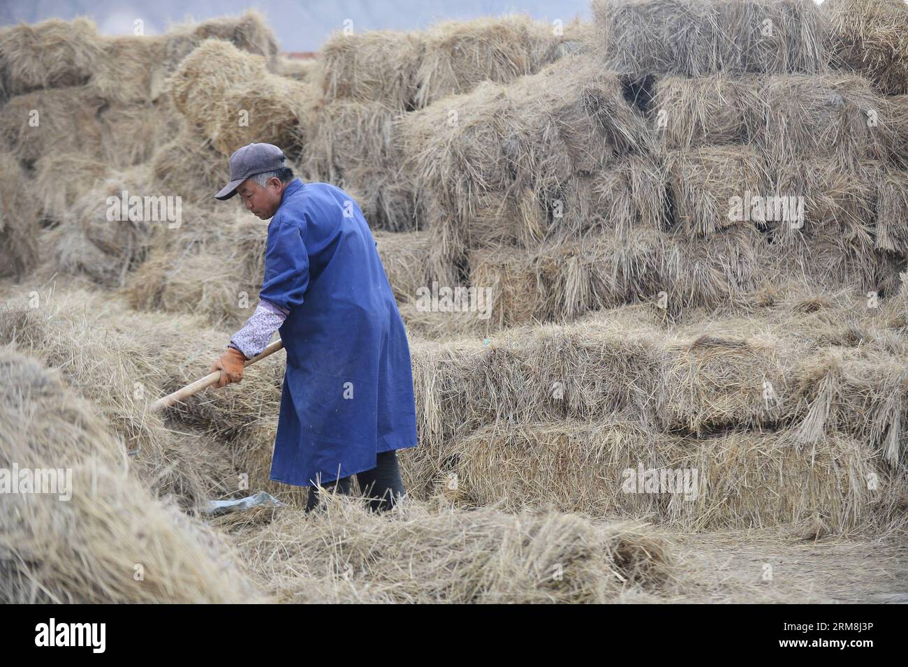 XINING, April 15, 2014 (Xinhua) -- A worker clears fodder grass at a breeding cooperative in Guide County of Hainan Tibetan Autonomous Prefecture in northwest China s Qinghai Province, April 15, 2014. Guide strived to develop its modern agricultural economy along the Yellow River, and it has become a key food source in Qinghai. (Xinhua/Wu Gang)(wjq) CHINA-QINGHAI-GUIDE COUNTY-AGRICULTURE (CN) PUBLICATIONxNOTxINxCHN   Xining April 15 2014 XINHUA a Worker clear fodder Graß AT a Breeding COOPERATIVE in Guide County of Hainan Tibetan Autonomous Prefecture in Northwest China S Qinghai Province Apri Stock Photo