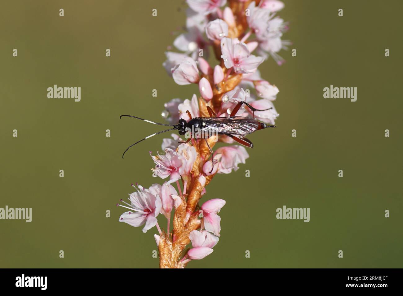 Female Ichneumon wasp Exetastes adpressorius, family Ichneumonidae. On pink flowers of Himalayan bistort (Bistorta affinis), family Polygonaceae. Stock Photo