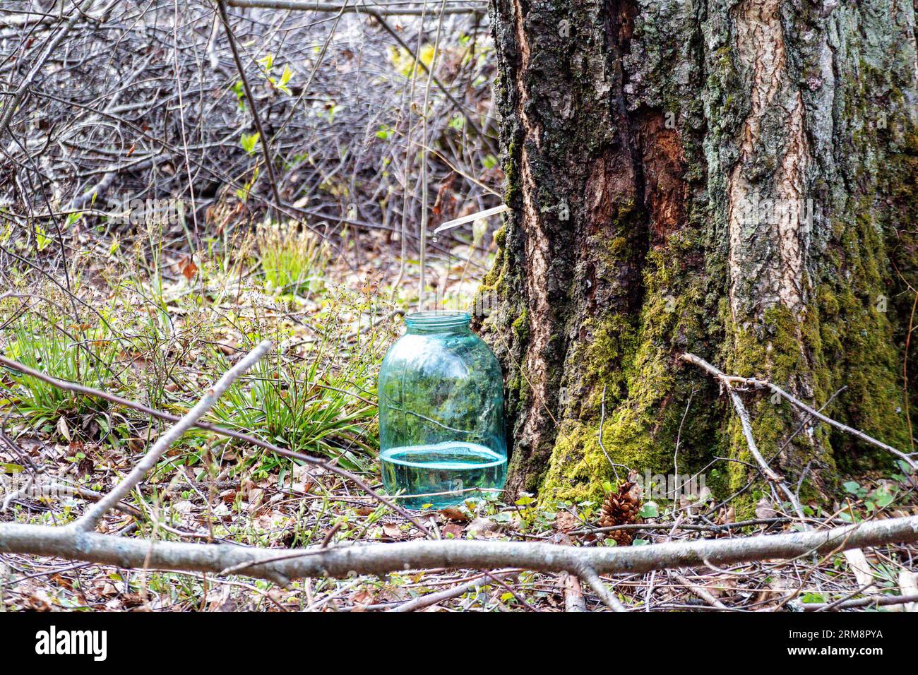 birch sap in a glass jar near a birch tree Stock Photo