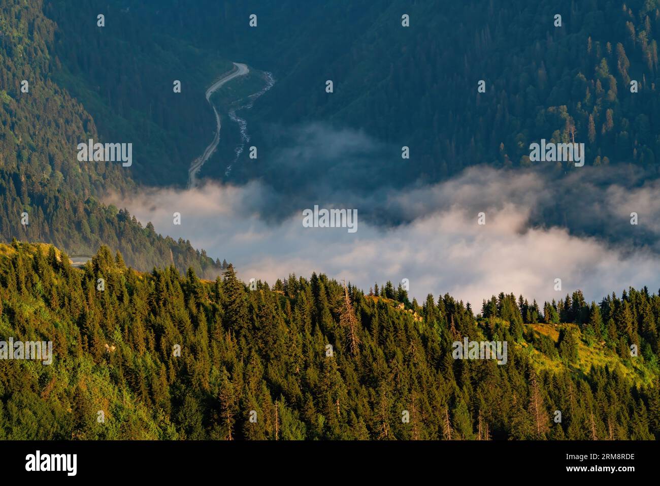 The mist is composed of evergreen green silhouettes on a forested mountainside in a low valley. In the background is a dirt road and a parallel stream Stock Photo