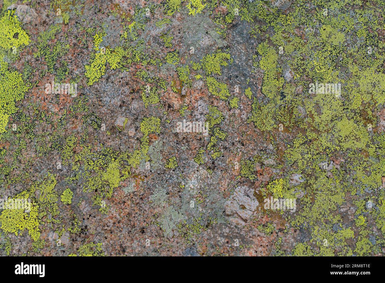 A volcanic rock surface covered with lichens Stock Photo