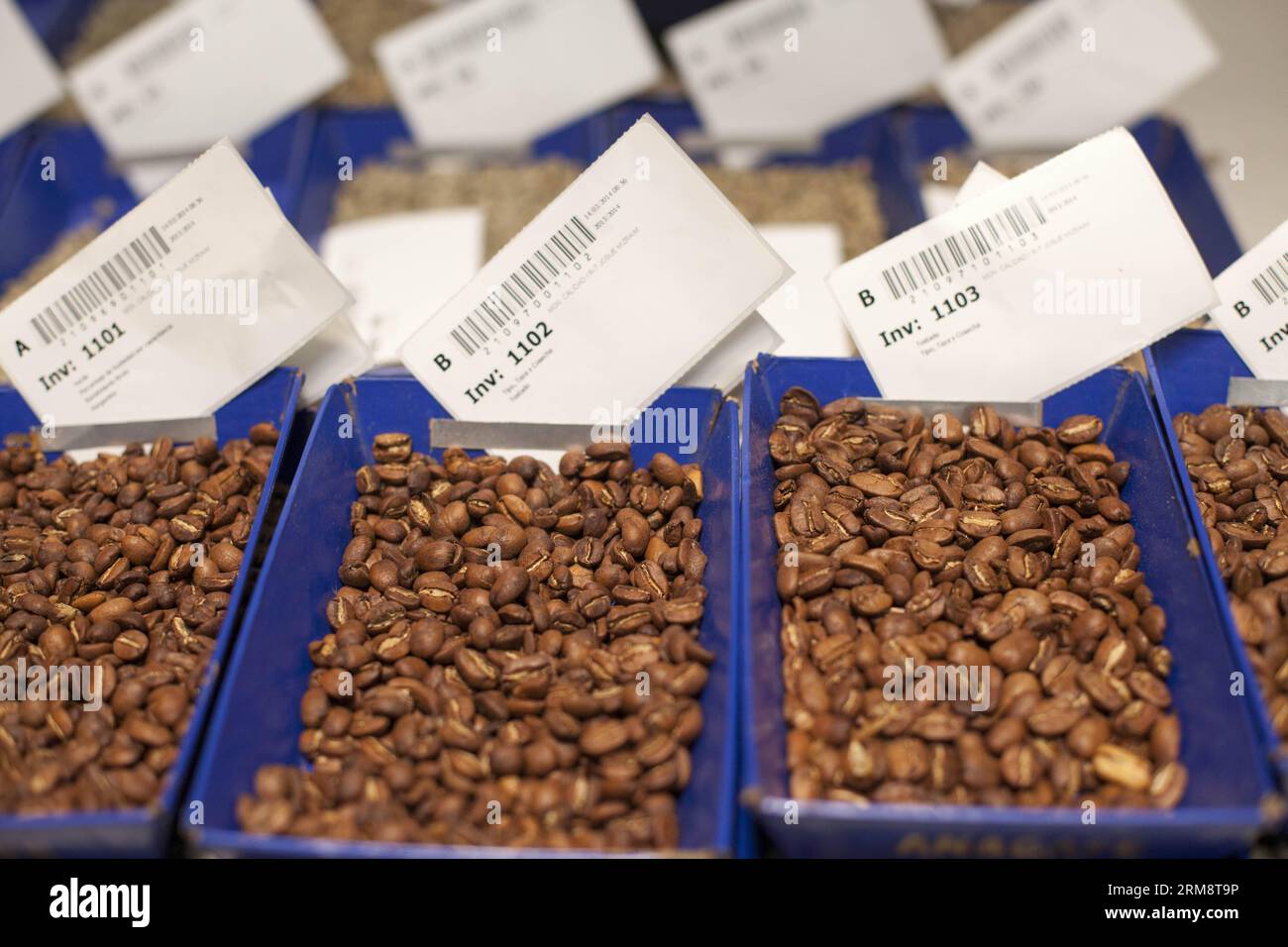GUATEMALA CITY, April 25, 2014 (Xinhua) -- Coffee grains are placed for classification in Guatemala City, capital of Guatemala, on April 25, 2014. The Guatemalan coffee exportations have decreased 15 percent, compared to the last years harvest, due to the rust fungus, affecting the crops. According to ANACAFE, 70 percent of the Guatemalan Coffeein infected with rust. (Xinhua/Luis Echeverria) (rt) (sp) GUATEMALA-GUATEMALA CITY-INDUSTRY-COFFEE PUBLICATIONxNOTxINxCHN   Guatemala City April 25 2014 XINHUA Coffee grains are placed for classification in Guatemala City Capital of Guatemala ON April 2 Stock Photo