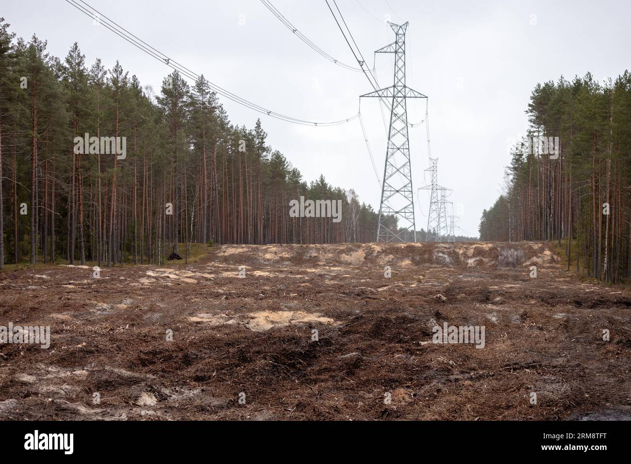 power lines on the forest line Stock Photo - Alamy