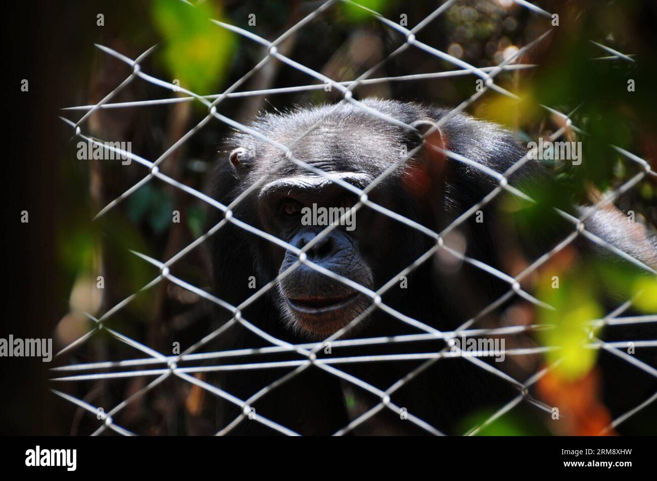 FREETOWN, April 28, 2014 (Xinhua) -- A chimpanzee looks at tourists from inside of the wire netting in Tacugama Chimpanzee Sanctuary of Sierra Leone, April 28, 2014. Located close to Freetown, the capital of Sierra Leone, Tacugama Chimpanzee Sanctuary covers 0.4 square kilometers of the 176.88 square kilometers Western Area Peninsula Forest Reserve. Established by Bala Amarasekaran in 1995, Tacugama now cares for over 100 chimpanzees under the work of nearly 30 staffs in several forested enclosures. (Xinhua/Lin Xiaowei) SIERRA LEONE-CHIMPANZEE-SANCTUARY PUBLICATIONxNOTxINxCHN   Freetown April Stock Photo