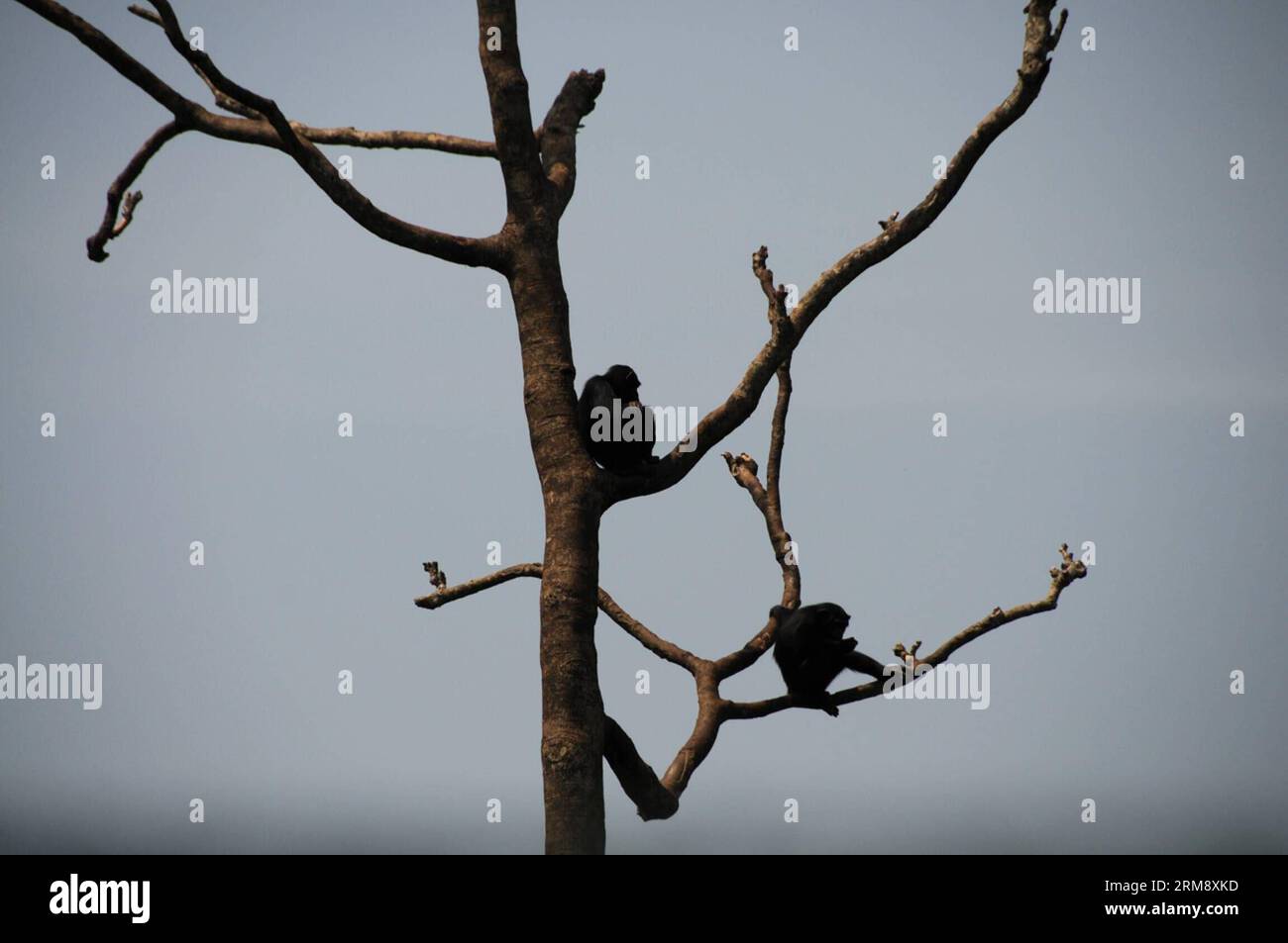FREETOWN, April 28, 2014 (Xinhua) -- Some chimpanzees stay on the tree in Tacugama Chimpanzee Sanctuary of Sierra Leone, April 28, 2014. Located close to Freetown, the capital of Sierra Leone, Tacugama Chimpanzee Sanctuary covers 0.4 square kilometers of the 176.88 square kilometers Western Area Peninsula Forest Reserve. Established by Bala Amarasekaran in 1995, Tacugama now cares for over 100 chimpanzees under the work of nearly 30 staffs in several forested enclosures. (Xinhua/Lin Xiaowei) SIERRA LEONE-CHIMPANZEE-SANCTUARY PUBLICATIONxNOTxINxCHN   Freetown April 28 2014 XINHUA Some chimpanze Stock Photo