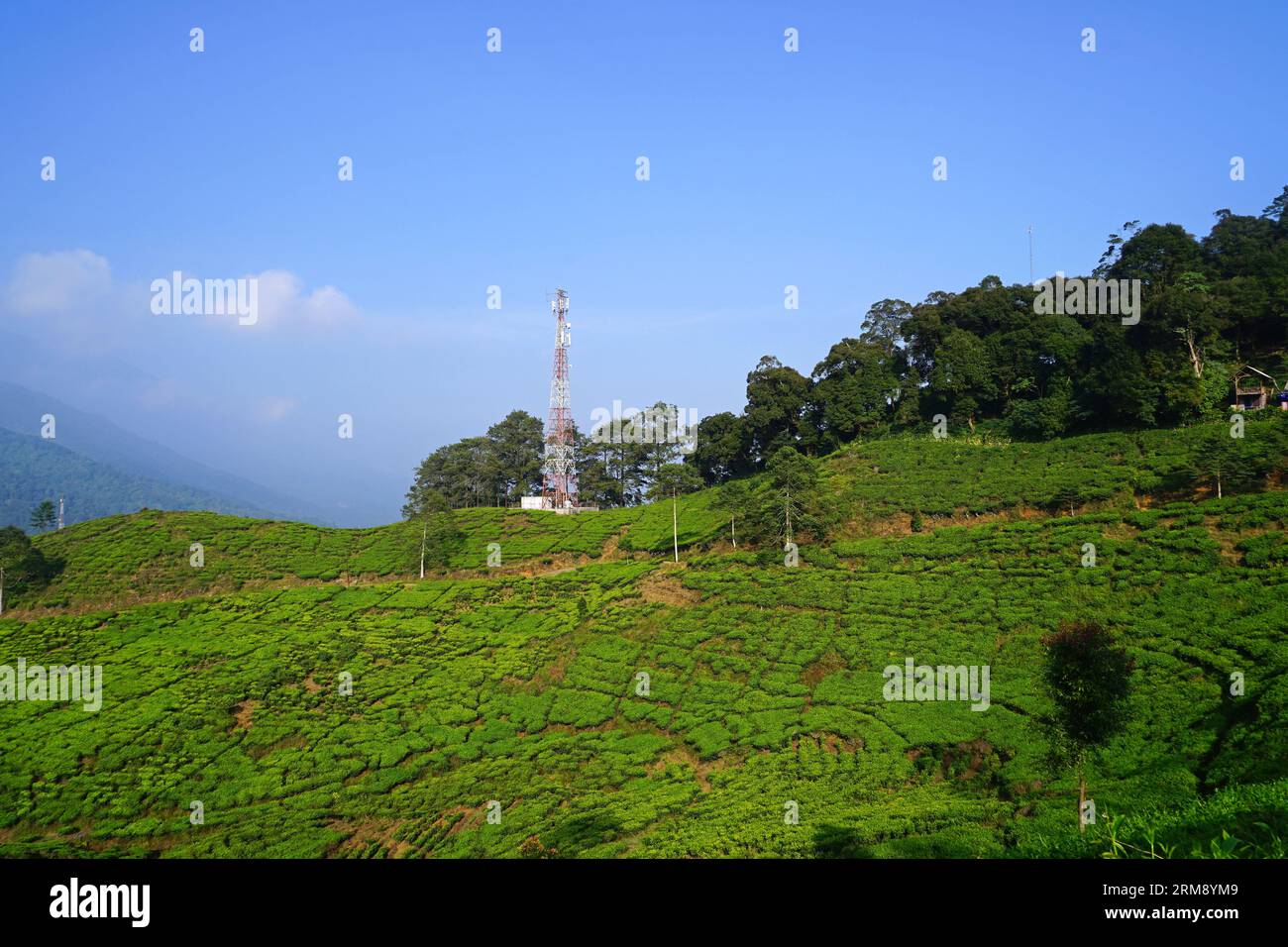 Gunung Mas Tea Plantation, Puncak, Bogor, West Java, Indonesia Stock ...