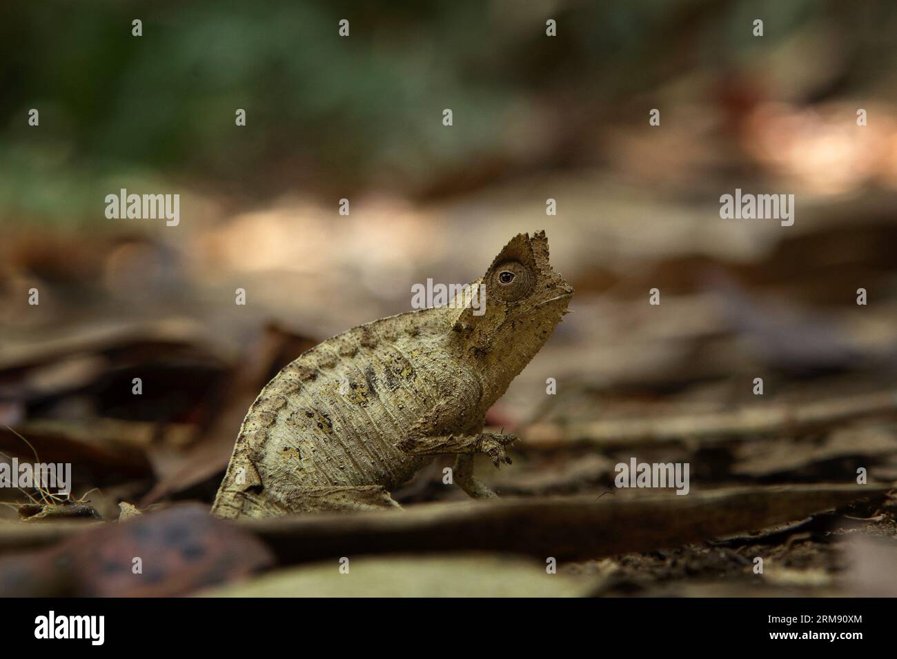 Brown leaf chameleon on the ground in Madagascar national park. Stump ...
