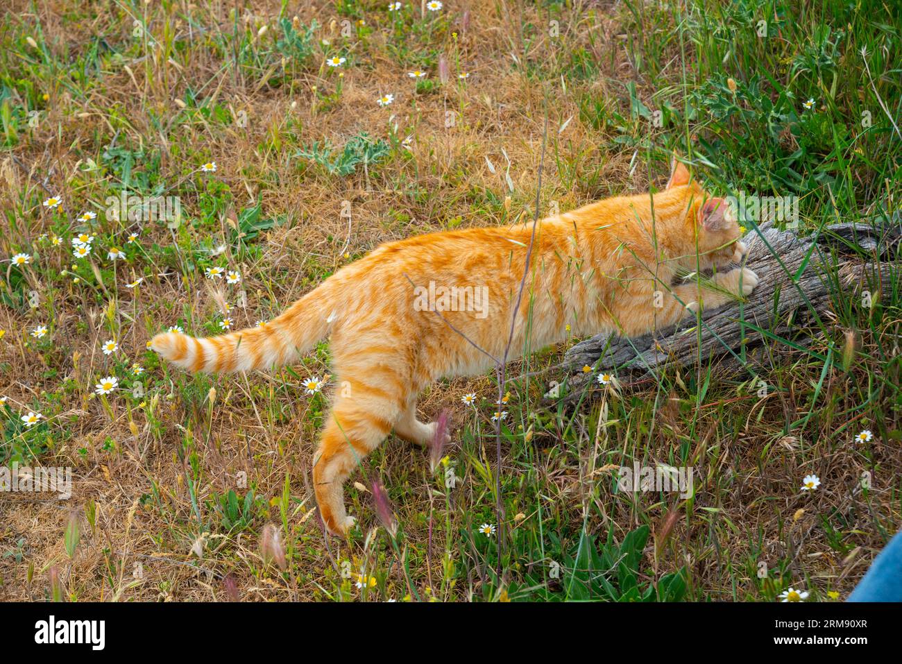 Orange tabby cat scratching a tree trunk Stock Photo Alamy
