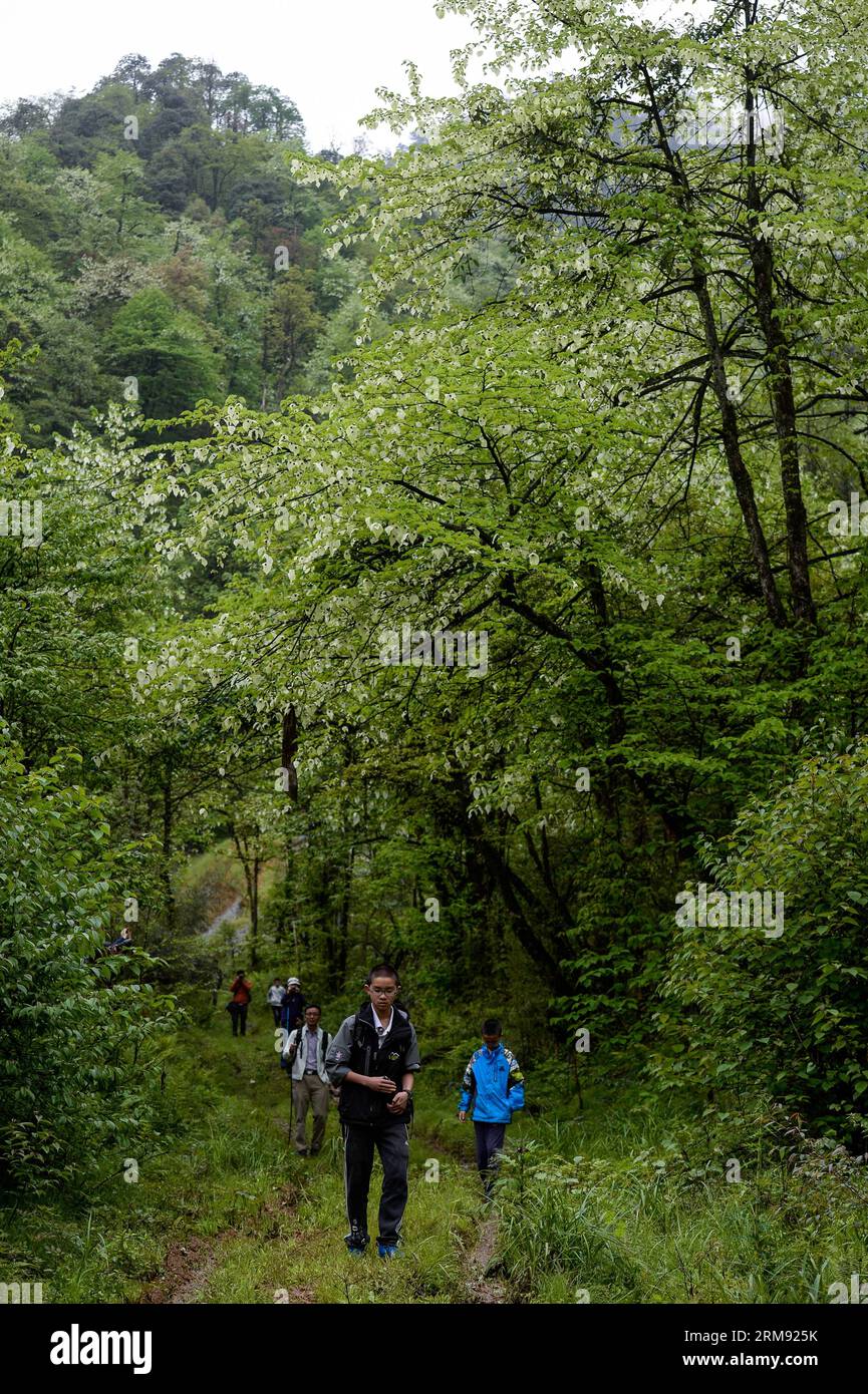 (140504) -- YINGJING (SICHUAN), May 4, 2014 (Xinhua) -- Tourists walk along a trail in the Longcanggou National Forest Park blanketed with Chinese Dove trees (Davidia Involucrata Baill), in Yingjing County, southwest China s Sichuan province, May 3, 2014. (Xinhua/Jiang Hongjing) (wf) CHINA-SICHUAN-ENVIROMENT-DAVIDIA INVOLUCRATA BAILL (CN) PUBLICATIONxNOTxINxCHN   Sichuan May 4 2014 XINHUA tourists Walk Along a Trail in The  National Forest Park blanketed With Chinese Dove Trees Davidia Involucrata Baill in  County Southwest China S Sichuan Province May 3 2014 XINHUA Jiang Hongjing WF China Sic Stock Photo