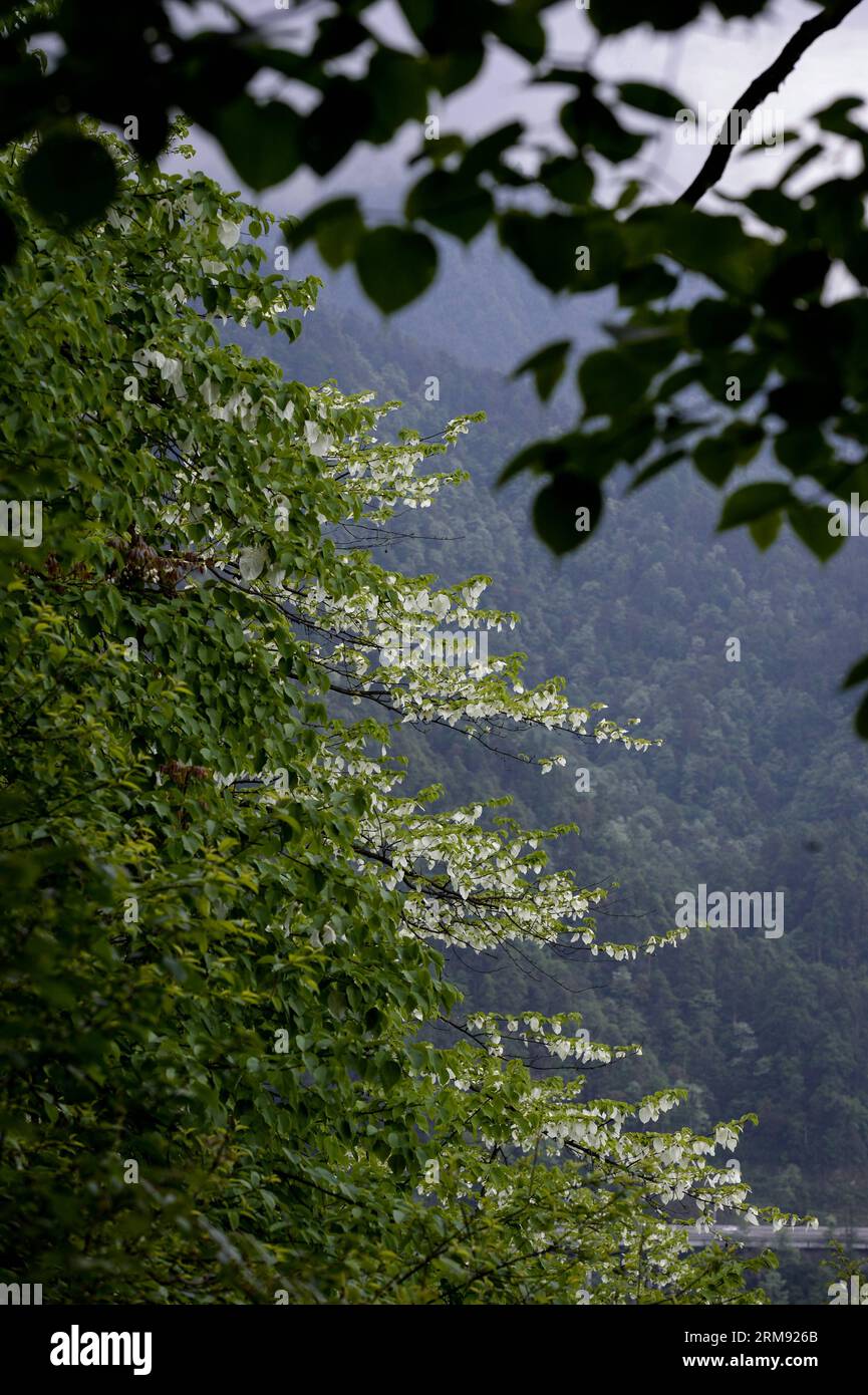 (140504) -- YINGJING (SICHUAN), May 4, 2014 (Xinhua) -- Chinese Dove trees (Davidia Involucrata Baill) blanket the mountains in the Longcanggou National Forest Park of Yingjing County, southwest China s Sichuan province, May 3, 2014. (Xinhua/Jiang Hongjing) (wf) CHINA-SICHUAN-ENVIROMENT-DAVIDIA INVOLUCRATA BAILL (CN) PUBLICATIONxNOTxINxCHN   Sichuan May 4 2014 XINHUA Chinese Dove Trees Davidia Involucrata Baill Blanket The Mountains in The  National Forest Park of  County Southwest China S Sichuan Province May 3 2014 XINHUA Jiang Hongjing WF China Sichuan Environment Davidia Involucrata Baill Stock Photo