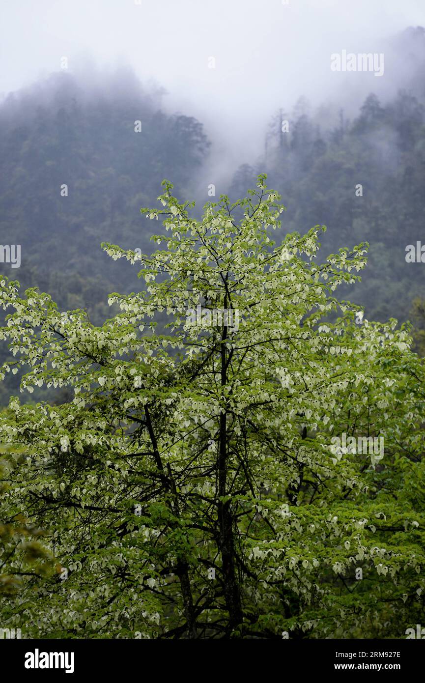 (140504) -- YINGJING (SICHUAN), May 4, 2014 (Xinhua) -- Chinese Dove trees (Davidia Involucrata Baill) blanket the mountains in the Longcanggou National Forest Park of Yingjing County, southwest China s Sichuan province, May 3, 2014. (Xinhua/Jiang Hongjing) (wf) CHINA-SICHUAN-ENVIROMENT-DAVIDIA INVOLUCRATA BAILL (CN) PUBLICATIONxNOTxINxCHN   Sichuan May 4 2014 XINHUA Chinese Dove Trees Davidia Involucrata Baill Blanket The Mountains in The  National Forest Park of  County Southwest China S Sichuan Province May 3 2014 XINHUA Jiang Hongjing WF China Sichuan Environment Davidia Involucrata Baill Stock Photo