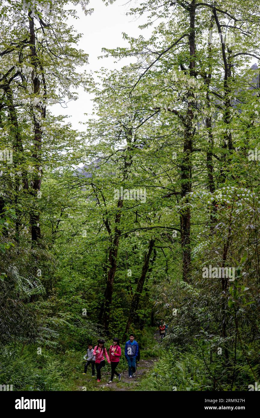 (140504) -- YINGJING (SICHUAN), May 4, 2014 (Xinhua) -- Tourists walk along a trail in the Longcanggou National Forest Park blanketed with Chinese Dove trees (Davidia Involucrata Baill), in Yingjing County, southwest China s Sichuan province, May 3, 2014. (Xinhua/Jiang Hongjing) (wf) CHINA-SICHUAN-ENVIROMENT-DAVIDIA INVOLUCRATA BAILL (CN) PUBLICATIONxNOTxINxCHN   Sichuan May 4 2014 XINHUA tourists Walk Along a Trail in The  National Forest Park blanketed With Chinese Dove Trees Davidia Involucrata Baill in  County Southwest China S Sichuan Province May 3 2014 XINHUA Jiang Hongjing WF China Sic Stock Photo