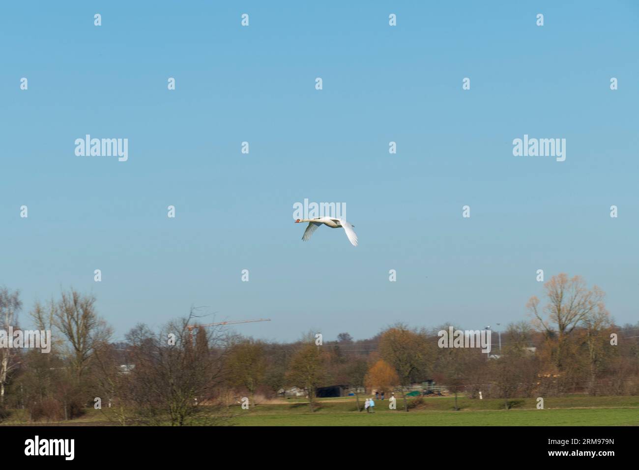 Schwan fliegt mit breiten Flügeln der Sonne entgegen Stock Photo