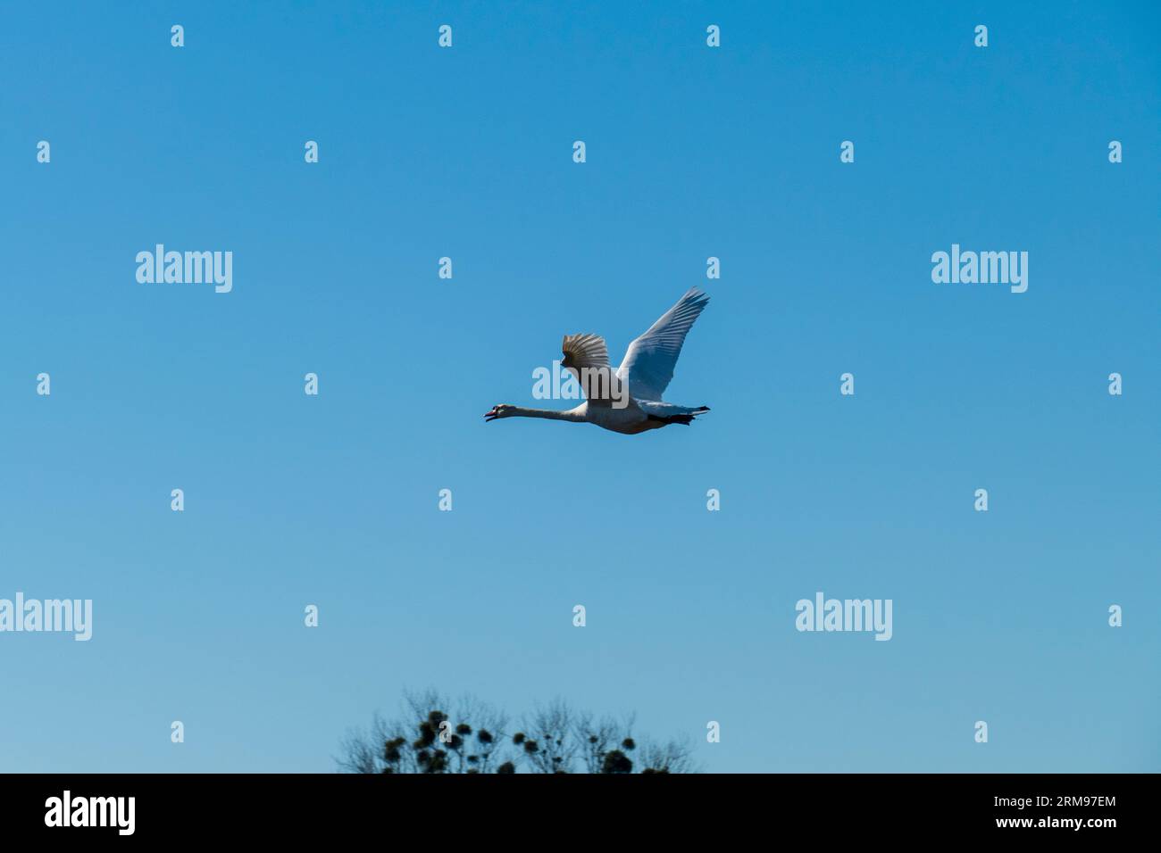 Schwan fliegt mit breiten Flügeln der Sonne entgegen Stock Photo