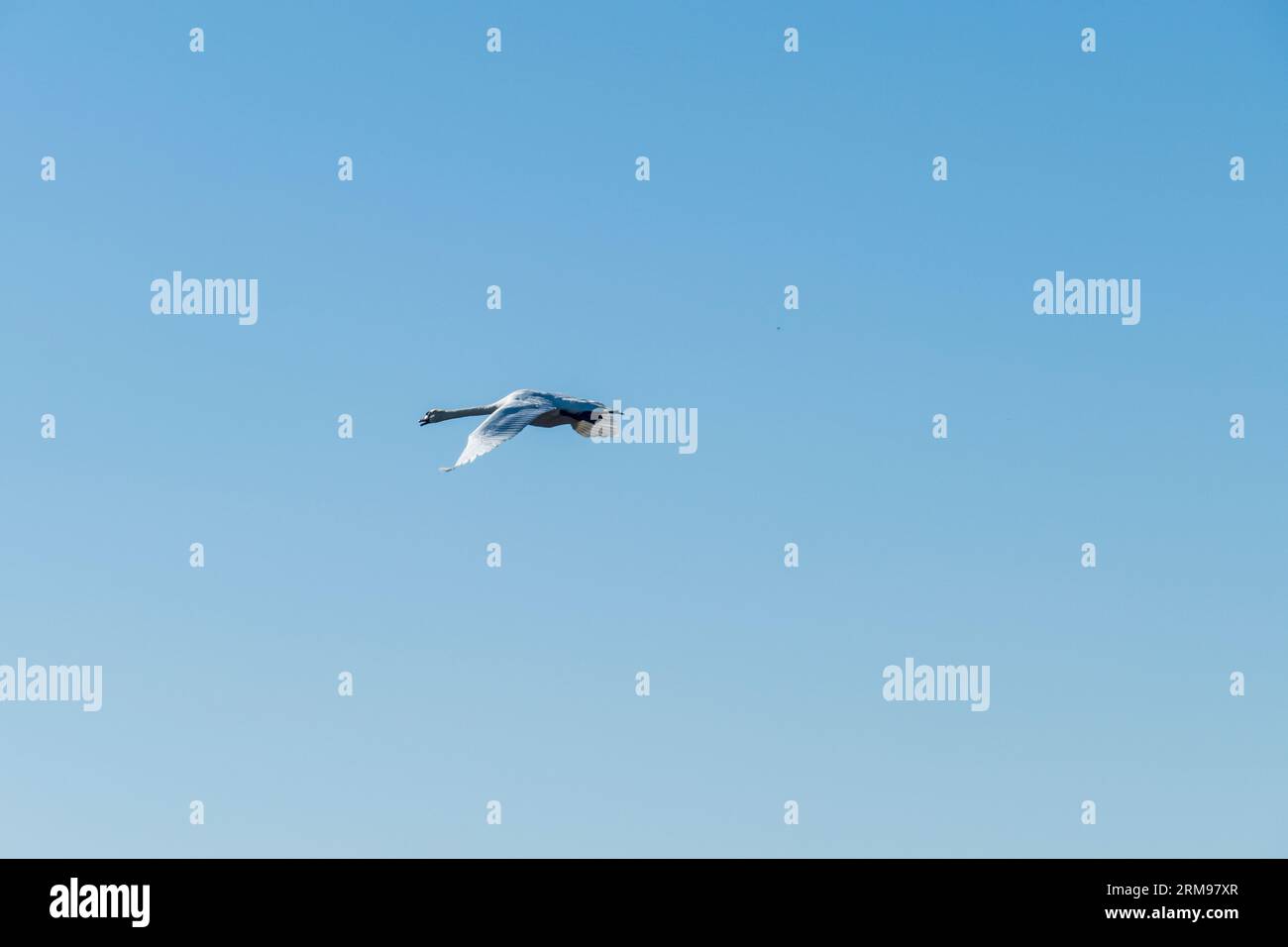 Schwan fliegt mit breiten Flügeln der Sonne entgegen Stock Photo