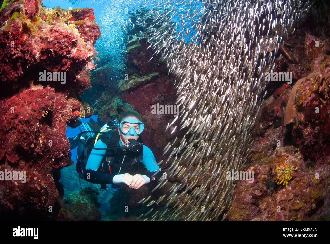 Scuba diver swimming through a school of silverside fish Stock Photo