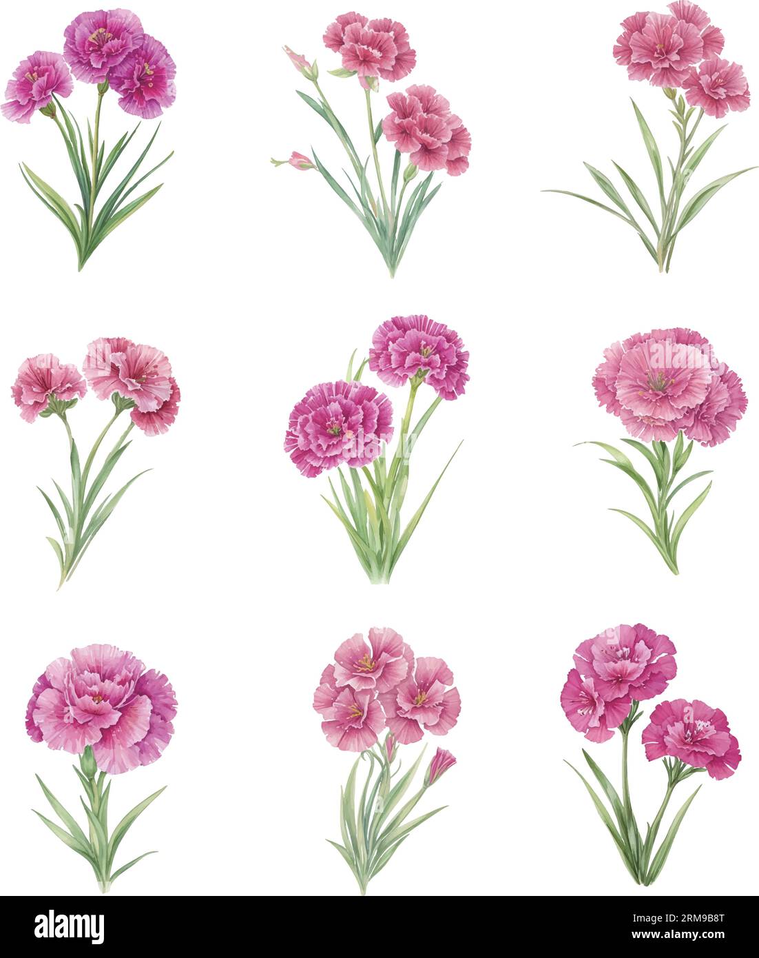 Set of pink Dianthus plumarius flowers isolated on white background. Watercolor illustration. Stock Vector