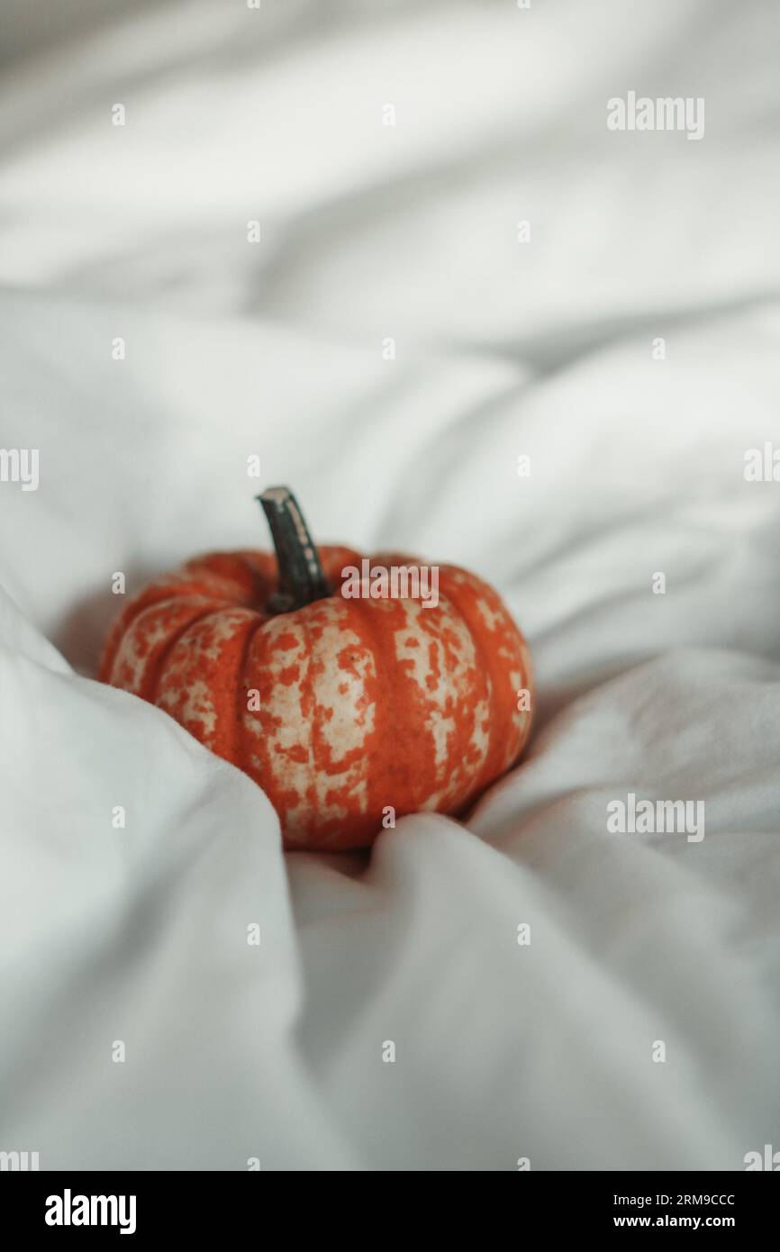 Small pumpkin nestled in a white sheet Stock Photo