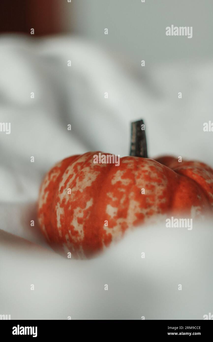 Small pumpkin nestled in a white sheet Stock Photo