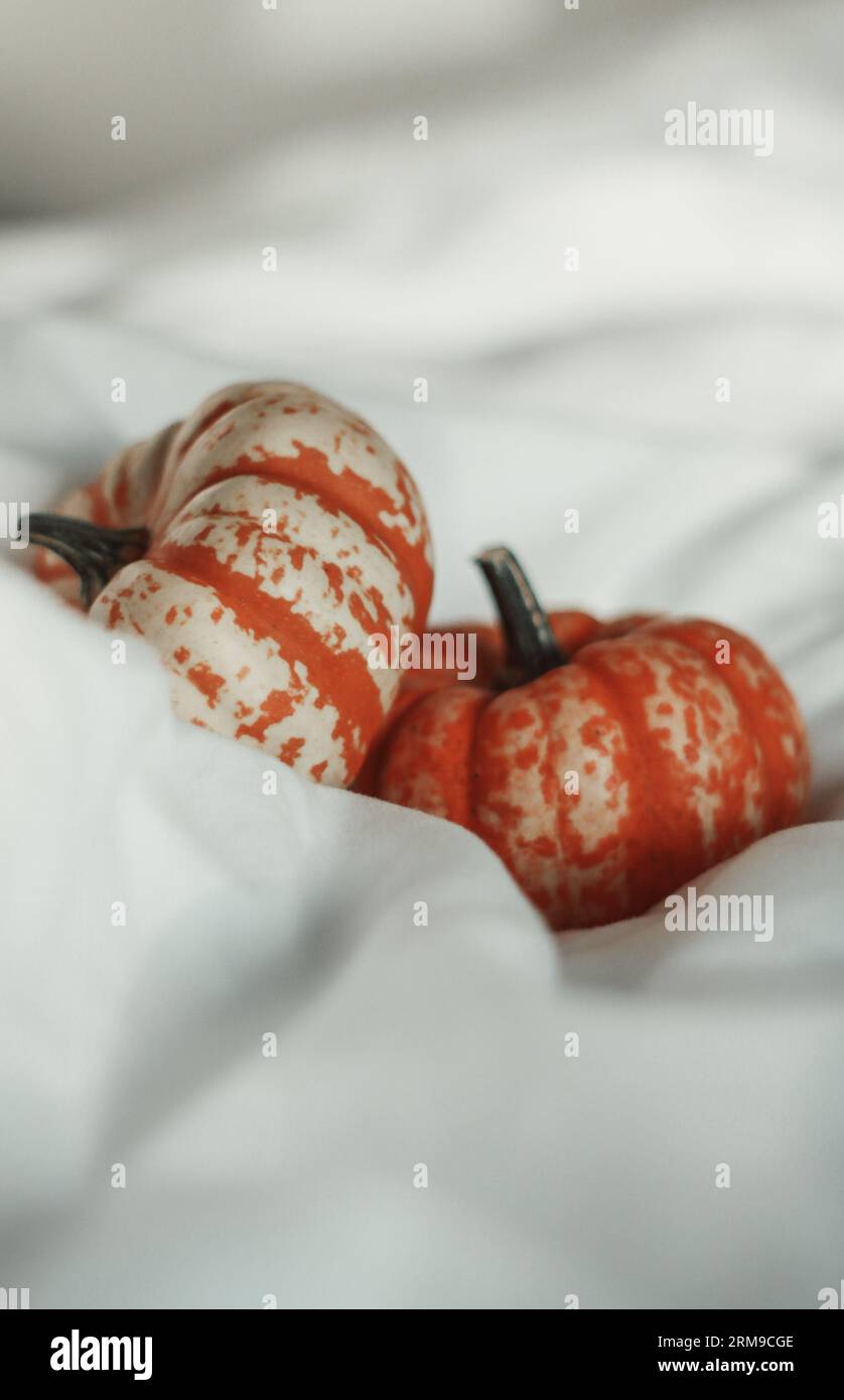 Small pumpkin nestled in a white sheet Stock Photo