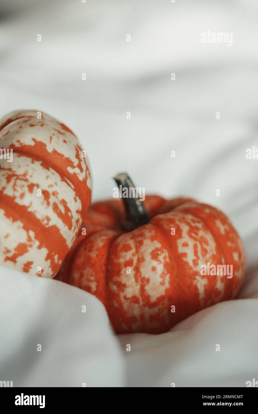 Small pumpkin nestled in a white sheet Stock Photo