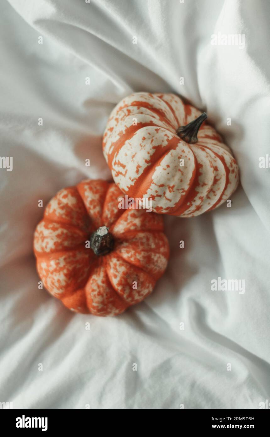 Small pumpkin nestled in a white sheet Stock Photo