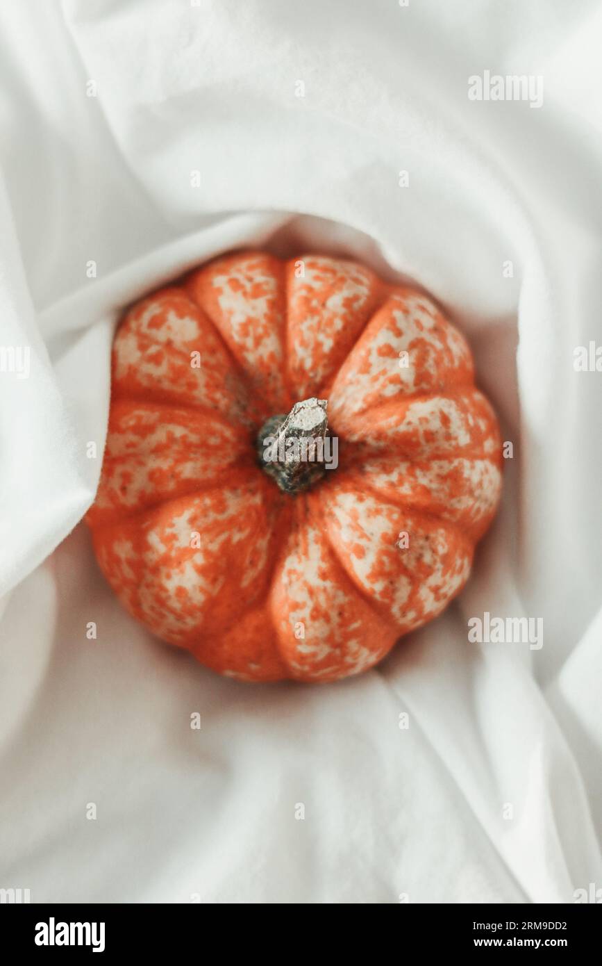 Small pumpkin nestled in a white sheet Stock Photo