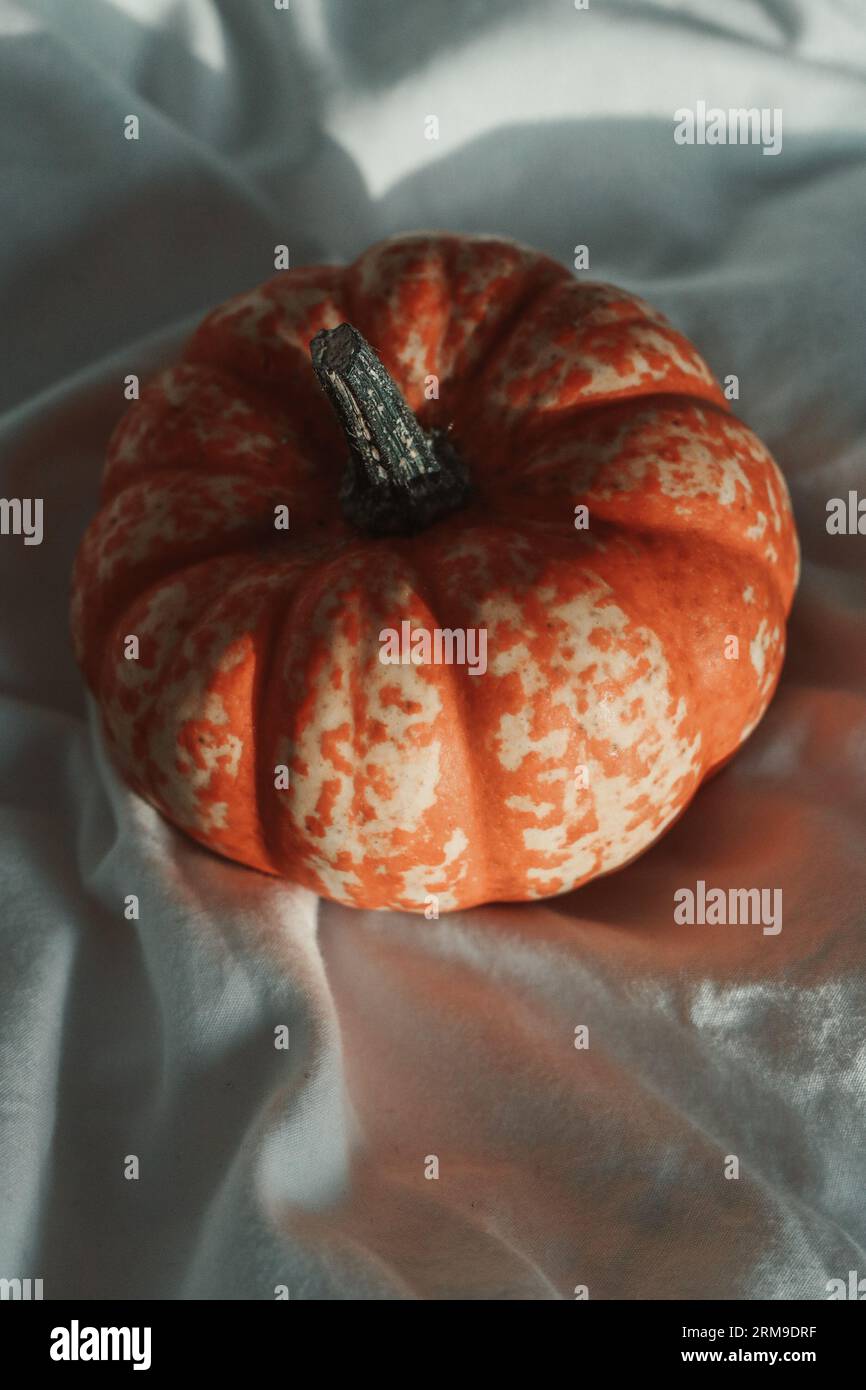 Small pumpkin nestled in a white sheet Stock Photo